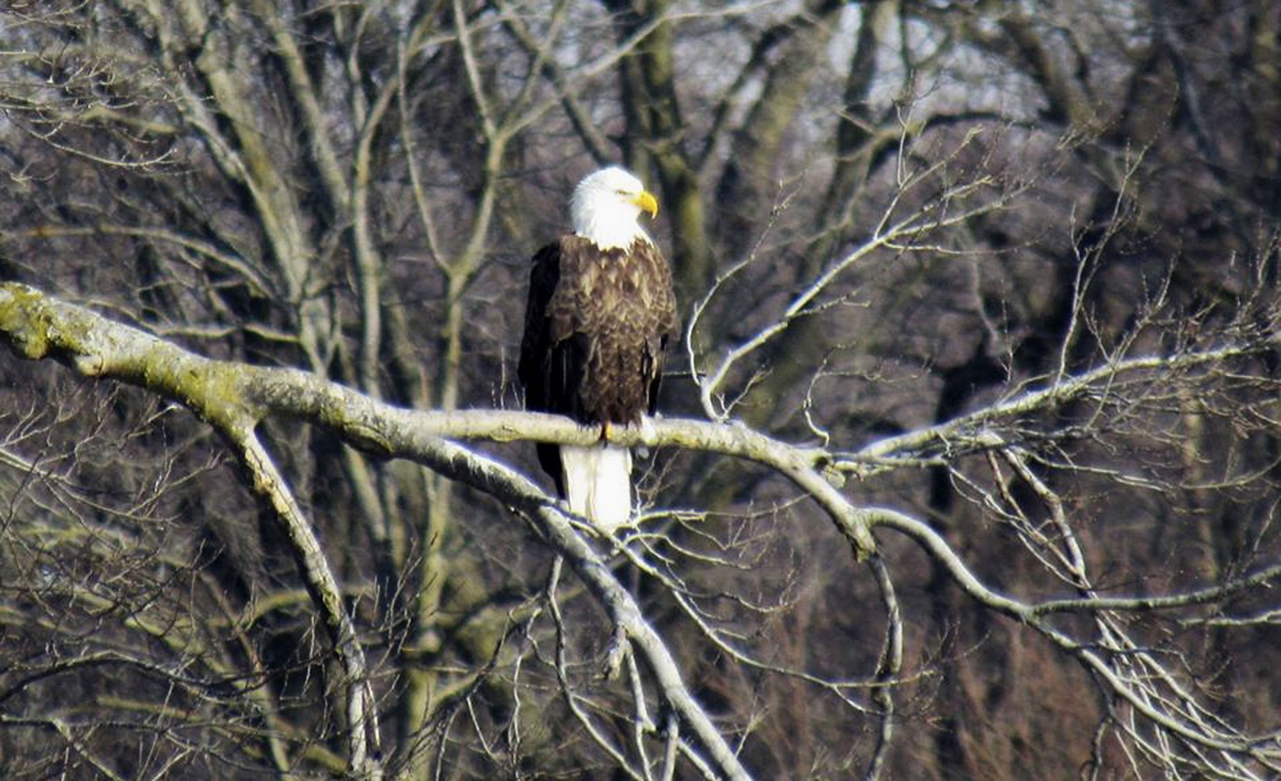 012419-blm-lif-2eagles